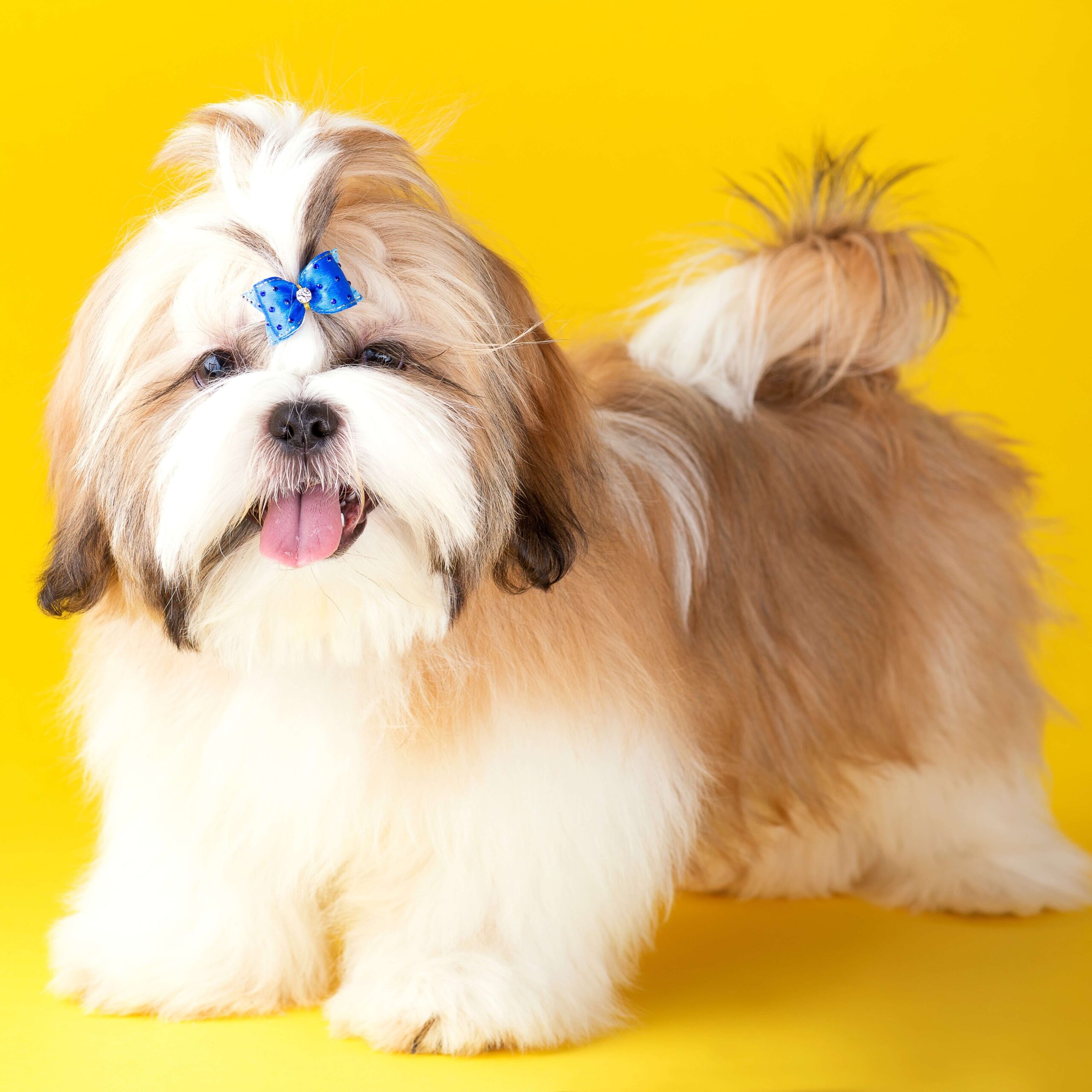 AdobeStock_231892766
