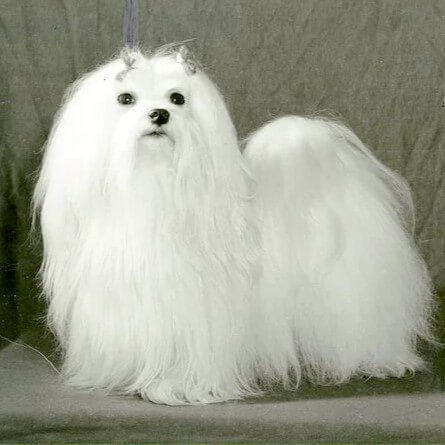 Maltese_BreedStandards_002