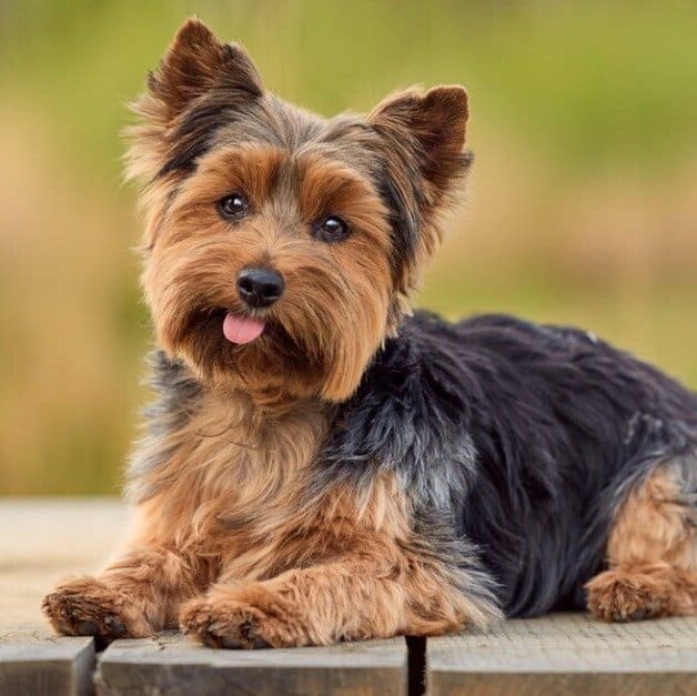 Yorkshire-Terrier