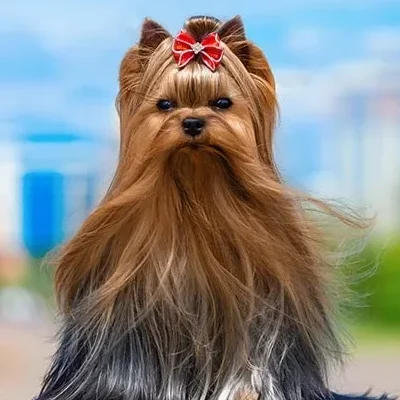 Yorkshire-Terrier-standing-outdoors-on-a-sunny-day