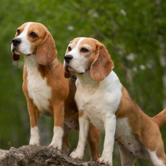 beagles
