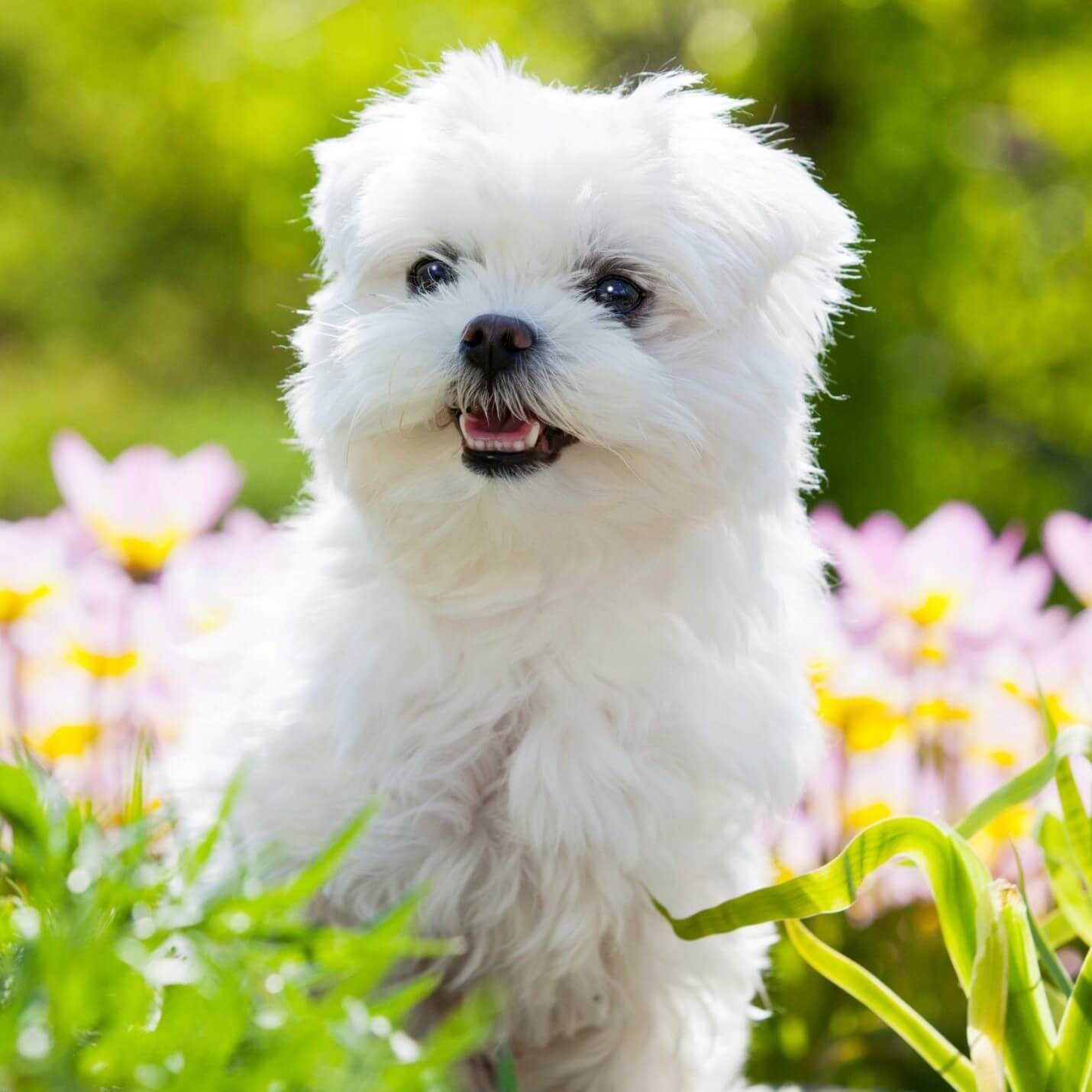 maltese-puppy-standing-in-flowers-scaled