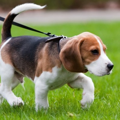 raca-beagle-2-cursos-cpt