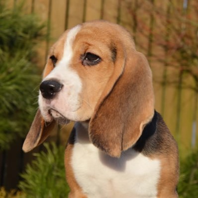 raca-de-cachorro-beagle