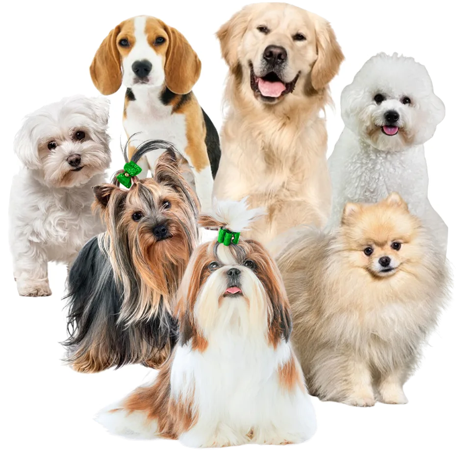 Golden, Yorkshire, Shih Tzu, Poodle, Maltês, Beagle e Spitz do Canil Casa dos Cães
