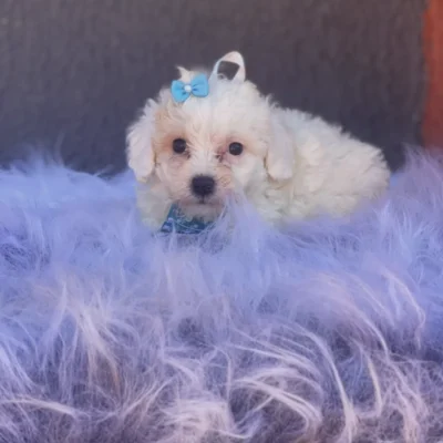 Filhote Poodle toy macho