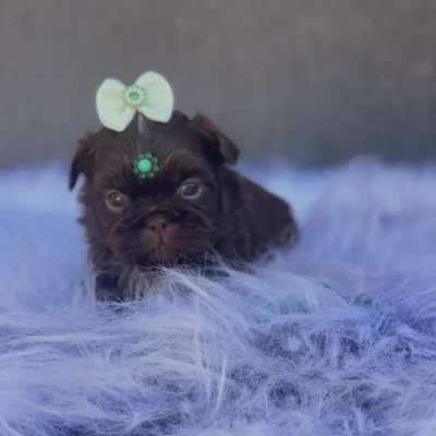 Filhote Shih Tzu chocolate macho