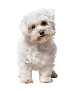 Maltês