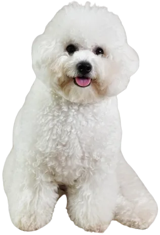 Poodle
