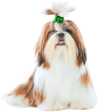 Shih Tzu