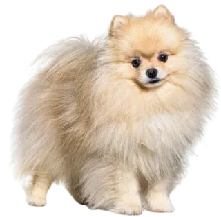 Spitz Alemão